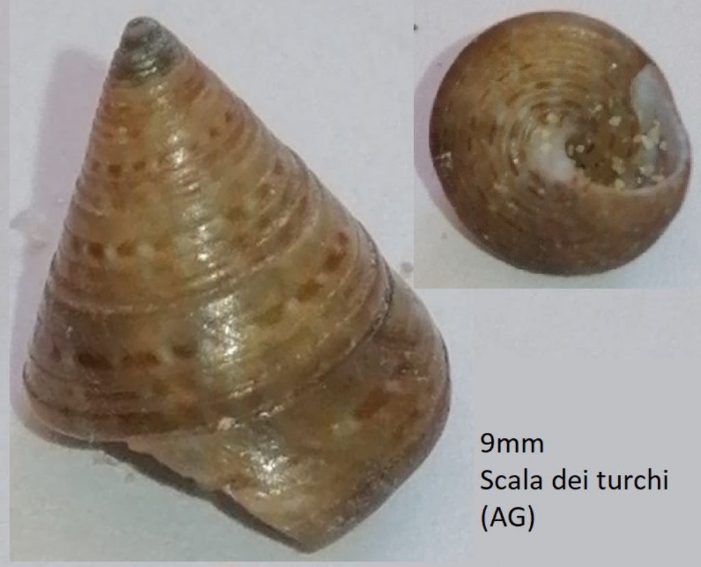 Calliostoma da id.